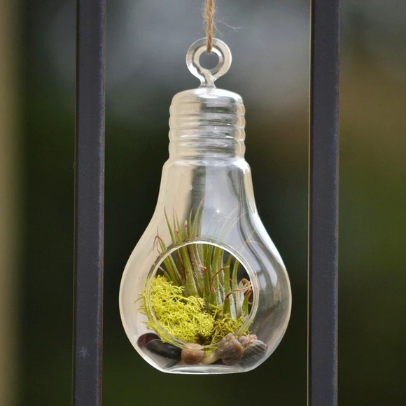 Brand New Hanging Glass Light Bulb Terrariums for Plants or Decor (Set of 2) - Picture 1 of 14
